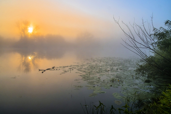 Morning fog. / ***