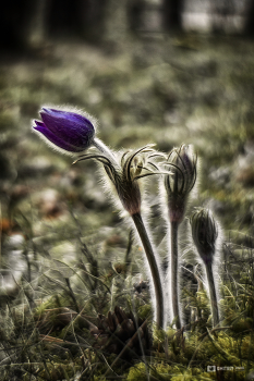 Pasque-flower / ***