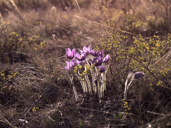 Pasque-flower / [img]https://i.imgur.com/zGDxS7G.jpg[/img]
[img]https://i.imgur.com/oGiKwjR.jpg[/img]
[img]https://i.imgur.com/8mRaOlE.jpg[/img]
[img]https://i.imgur.com/l1kAUlP.jpg[/img]
