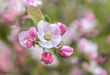 Apple tree flowers / ***