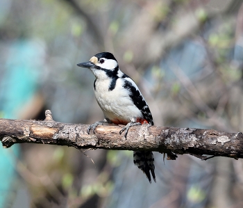 Woodpecker / ***