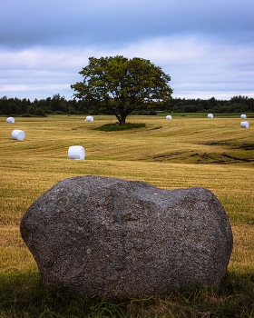 In the field / ***