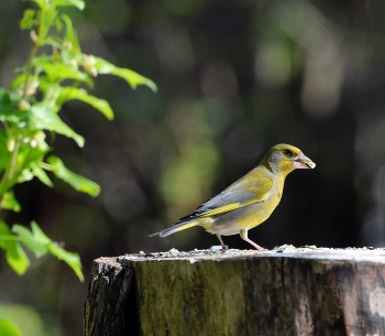 Yellow Wagtail / ***