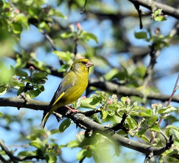 Yellow Wagtail / ***