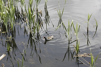 Moorhen. / ***