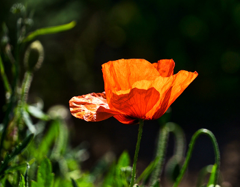 Poppy time / ***