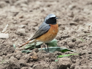 redstart / ***