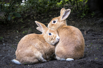 Tenderness of Nature / ***