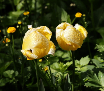 Pair / ***