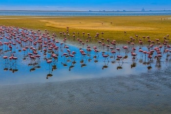 Flamingos / aufgenommen in Namibia
