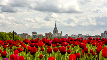 Tulips / ***