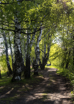 Birches / ***