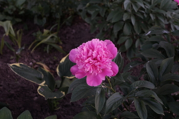 Pink / ***