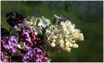 After the rain / ***