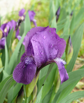 Irises / ***