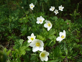 Buttercups / ***
