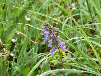 Flowers of the field / ***