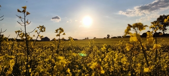 blooming rapeseed / ***