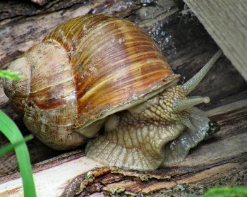 grape snail / ***