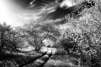 Road / ***