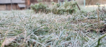 Morning dew / Poco X3 Pro