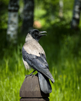 Crow / ***