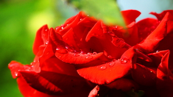 Red Rose / ***