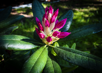 Rhododendron / ***