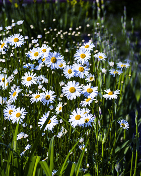 Daisies / ***