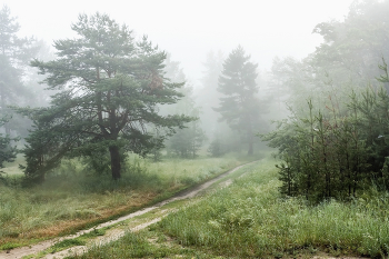 Fog in the forest / ***