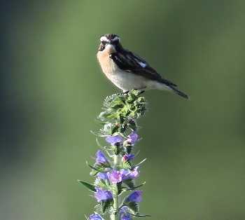 On the outskirts / ***
