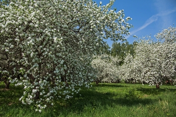 Apple orchard / ***