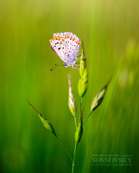 Summer Beauty / ***