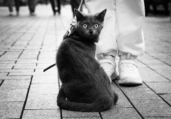 Cat photo / ...