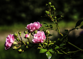 Rosettes / ***