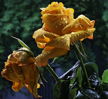 in the rain ... / ***