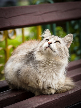 cat / ***