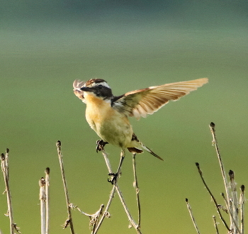 Whinchat / ***