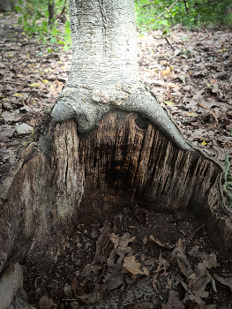 Care about you / back to your roots