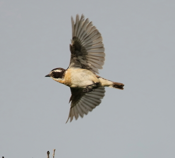 Whinchat / ***