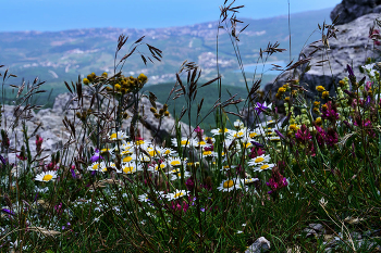 Daisies / ***