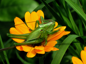 Grasshopper / ***
