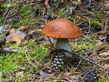 Orange-cap boletus / ***