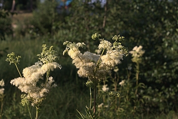 &nbsp; / &quot; &quot; &quot;