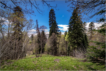 Spring in the mountains / ***