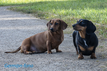 Dachshunds / ***