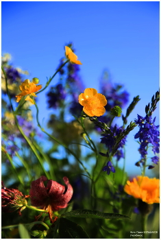 Wildflowers / ***