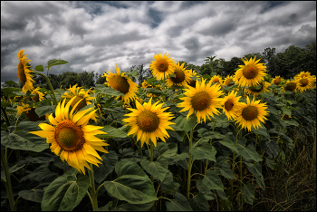 Sonnenblumen / Felder