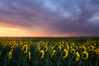 Sunflowers / ***