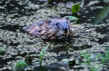 Muskrat / ***